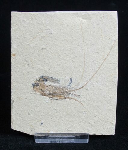 Fossil Shrimp Carpopenaeus From Lebanon #1792